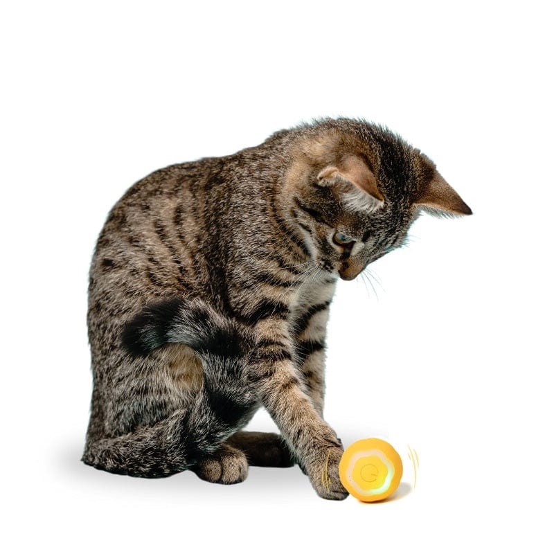 http://leospaw.com/cdn/shop/files/leos-paw-interactive-cat-toy-ball-53587033588036.jpg?v=1700927605