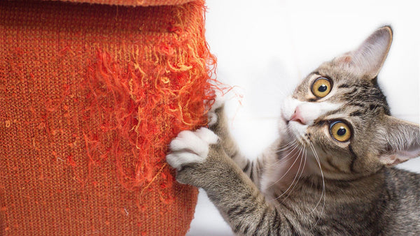 Comment empêcher votre chat de gratter vos meubles