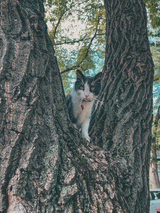 interactive cat toys