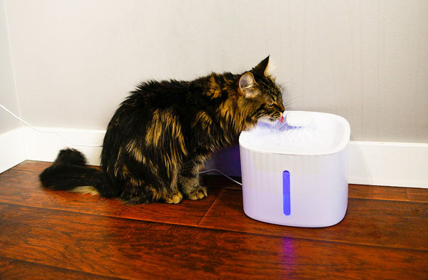 Comment faire boire de l'eau à votre chat