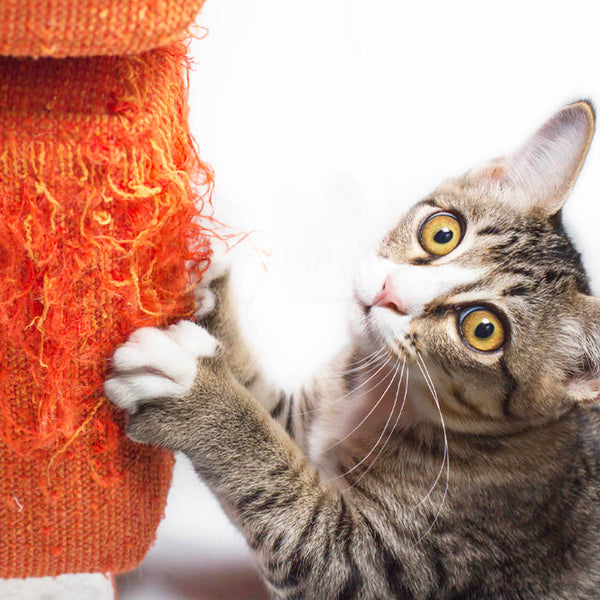 Machen Sie Ihr Zuhause katzensicher: Effektive Strategien, um das Kratzen von Möbeln durch Katzen zu verhindern 