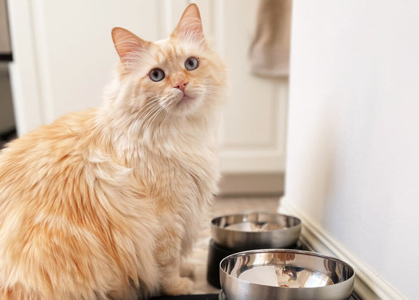 What To Do When Your Cat Won't Eat