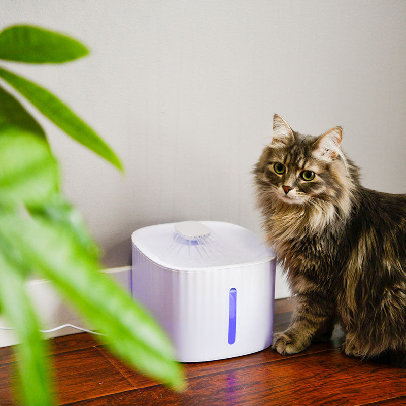 HOW TO GET YOUR CAT TO USE A WATER FOUNTAIN