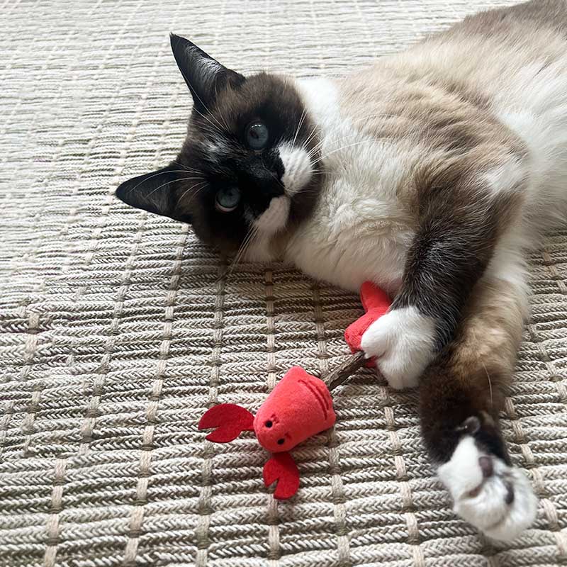 Leos paw Cat Supplies Catnip Toys with Chew Stick
