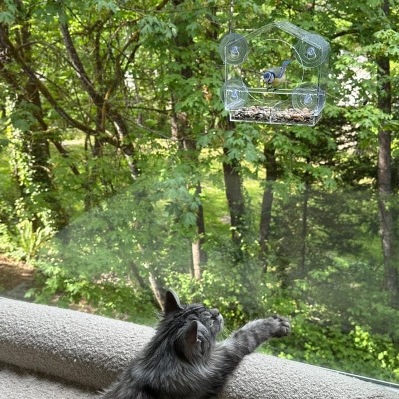 Leos paw Window Bird Feeder - Real Life Cat TV
