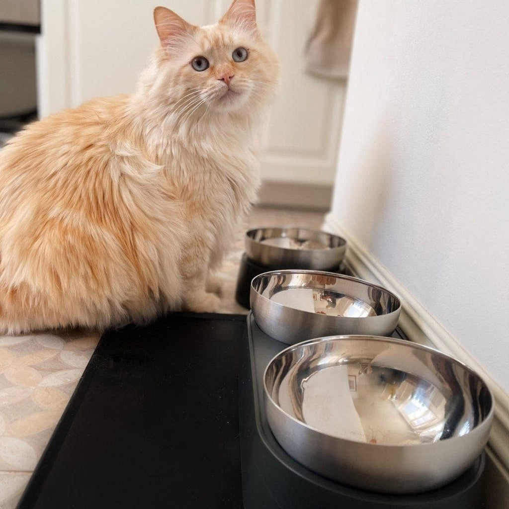 Leos paw Anti-Vomiting Stainless Steel Cat Bowl