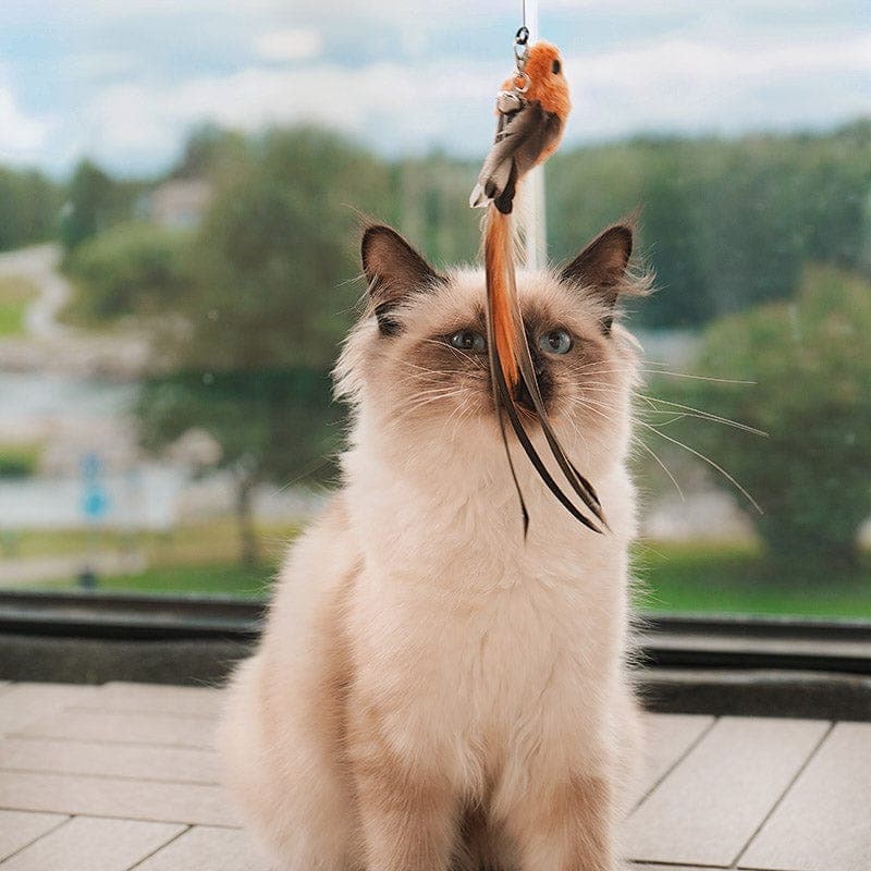 Leos paw Interactive Bird Simulation Cat Toy Set