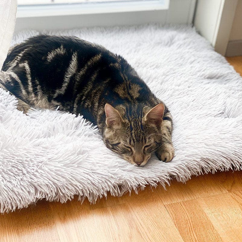 Leos paw Multi-Use Cat Bed