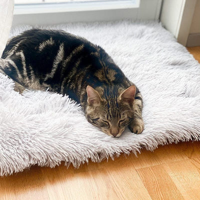 Leos paw Multi-Use Cat Bed