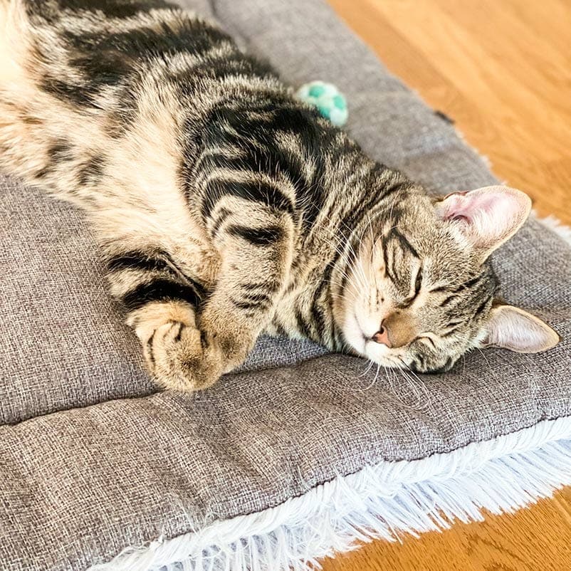 Leos paw Multi-Use Cat Bed